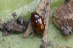 Toramus pulchellus
