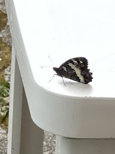 Brintesia circe