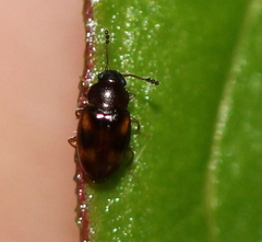 Toramus pulchellus