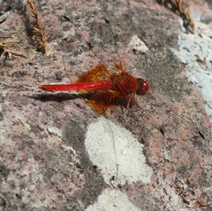 Dythemis maya