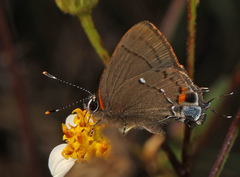 Electrostrymon angelia
