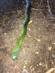 Philothamnus natalensis