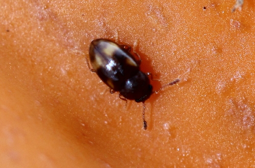 Beautiful Pleasing Fungus Beetle photo 5
