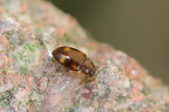 Toramus pulchellus