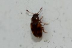 Toramus pulchellus
