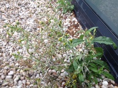 Golovinomyces fischeri