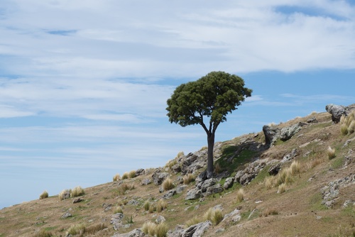 Sophora microphylla
