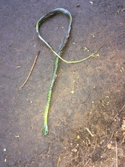 Philothamnus natalensis