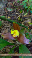 Lycaste lasioglossa