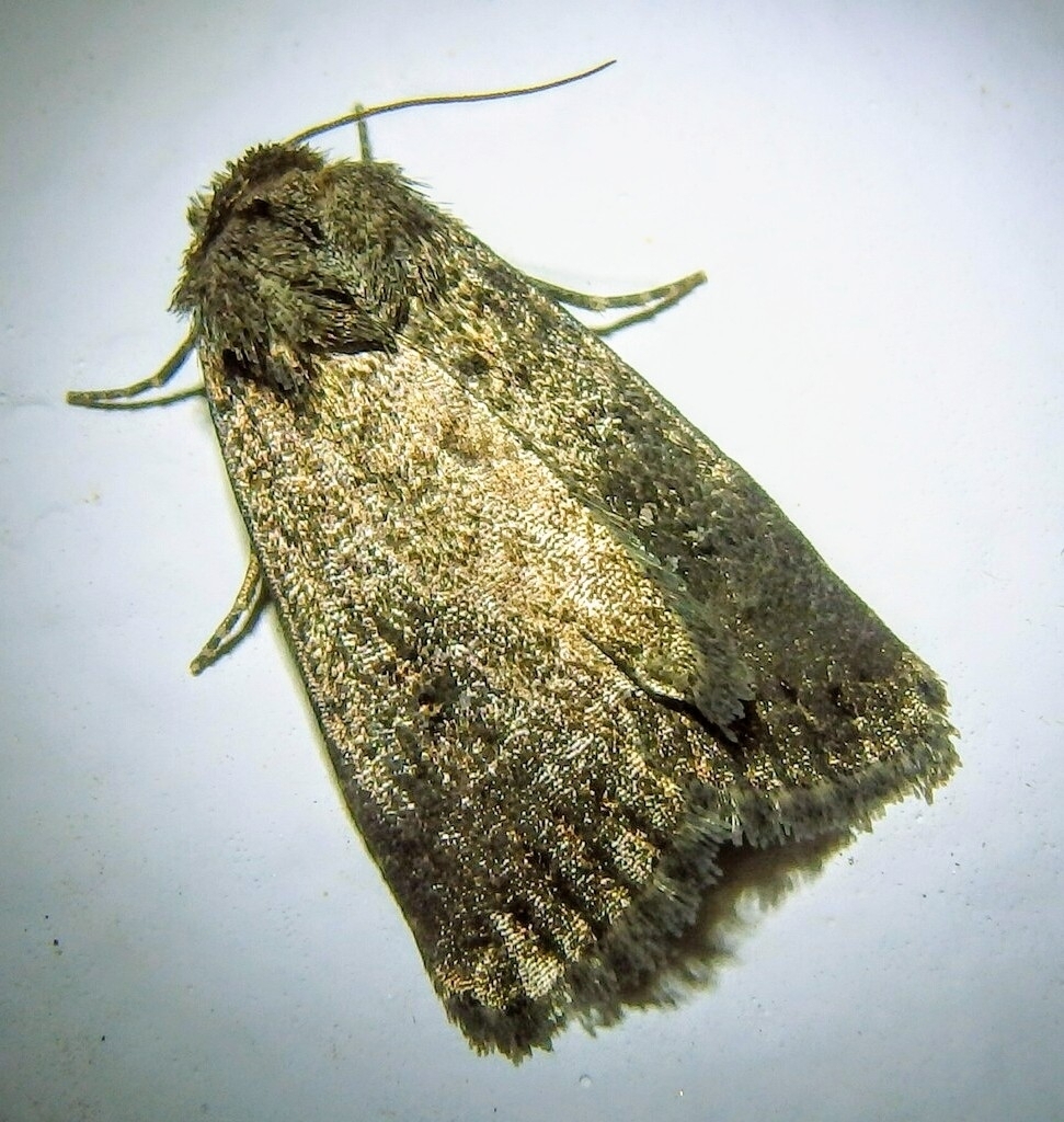 Caradrina germainii