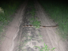 Python natalensis