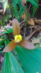 Lycaste lasioglossa