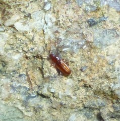 Laemophloeidae