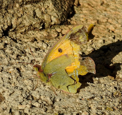 Colias croceus