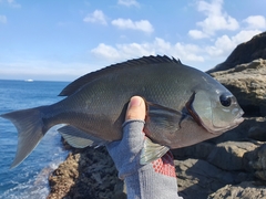 Blackedge Nibbler photo 3