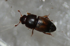 Carpophilus