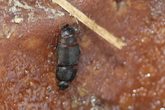 Carpophilus