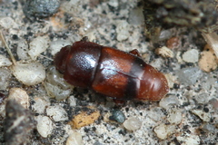 Carpophilus antiquus
