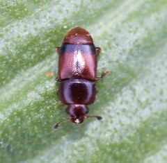 Carpophilus antiquus