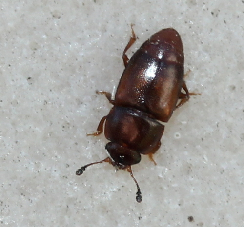 Antique Sap Beetle