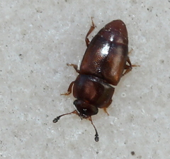 Carpophilus antiquus