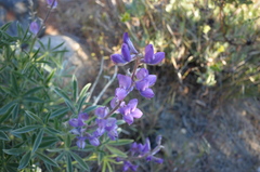 Lupinus caudatus caudatus