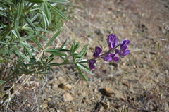 Lupinus caudatus caudatus