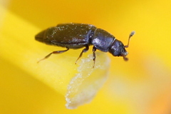 Carpophilus brachypterus