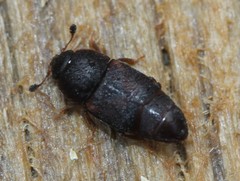 Caplothorax lugubris