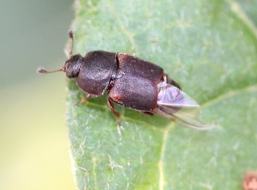 Dusky Sap Beetle photo 5