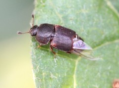 Caplothorax lugubris