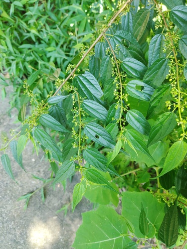 Trema cannabina iNat (2)