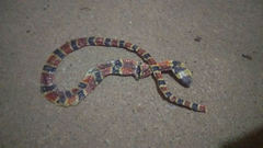 Pliocercus elapoides