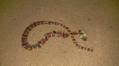 Pliocercus elapoides