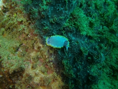 Felimida purpurea
