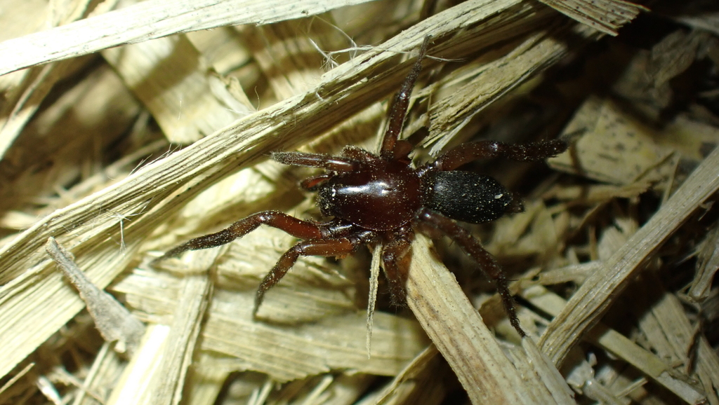 Zelotes callidus