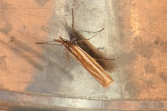 Hednota opulentellus