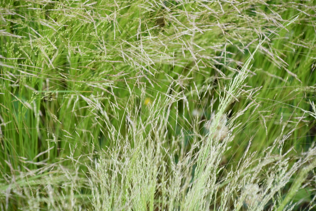 Winter Bentgrass from Preston County, WV, USA on July 7, 2023 at 10:47 ...