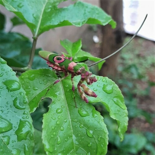 Common Spiny Flower Mantis