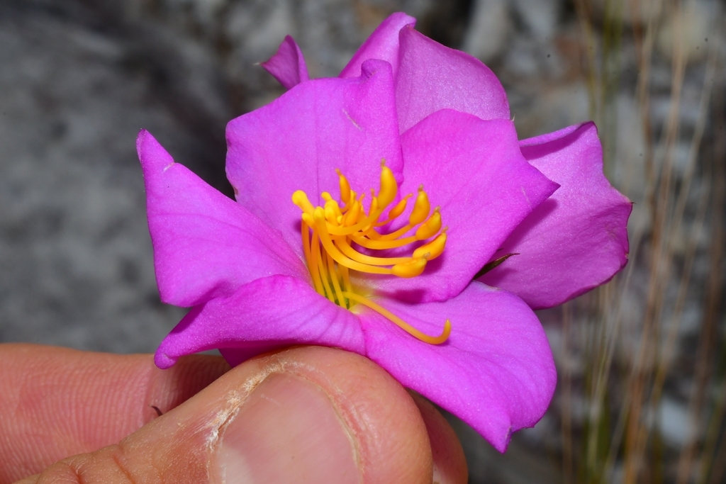 Lavoisiera caryophyllea