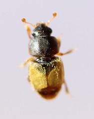 Nitops pallipennis