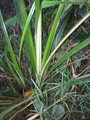 Cyperus dives