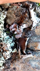 Dermatocarpon americanum