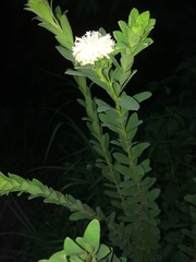 Lasiosiphon calocephalus