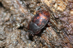 Stelidota octomaculata