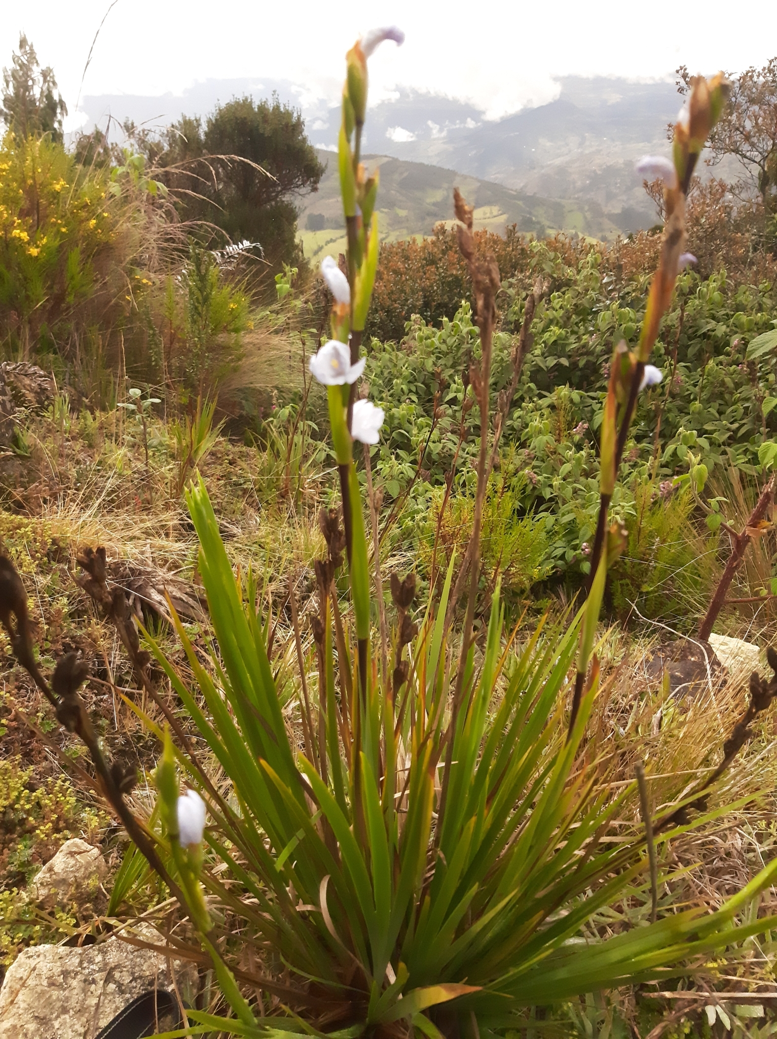 Orthrosanthus chimboracensis image