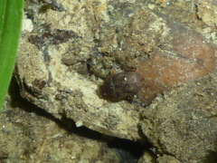 Stelidota octomaculata