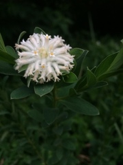 Lasiosiphon calocephalus