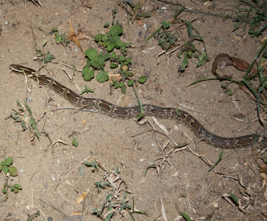 Splendid Kukri Snake