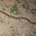 Splendid Kukri Snake - Photo (c) pswiszczorowski, some rights reserved (CC BY-NC), uploaded by pswiszczorowski